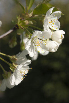 Kirschbl&uuml;te