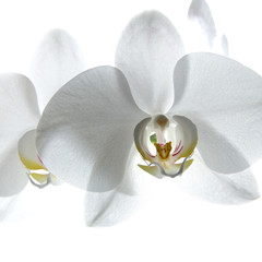 white orchid