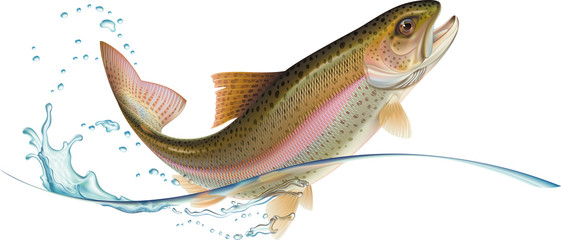 Fototapeta premium Jumping trout