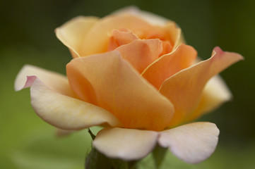 Rosenblüte