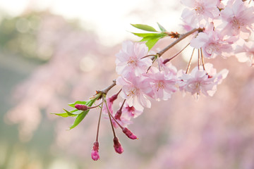 しだれ桜