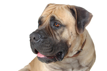 Fototapeta premium dog