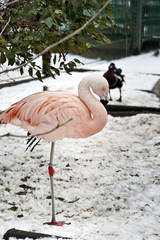 Pink flamingo sleeping