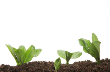 Young plant seedlings