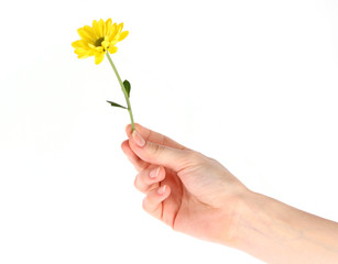 Yellow daisy flower in the hand isolated on white
