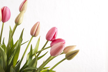 Naklejka premium Tulpen