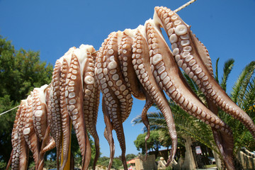 Kalmare © Stefan Germer