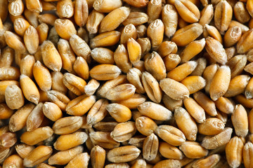 wheat grain