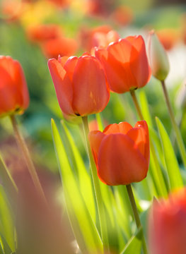 Spring flowering red tulips