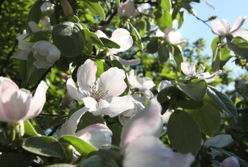 Spring flowering quince
