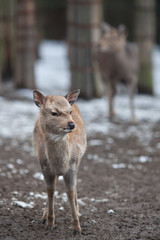 sika deer (lat. Cervus nippon).
