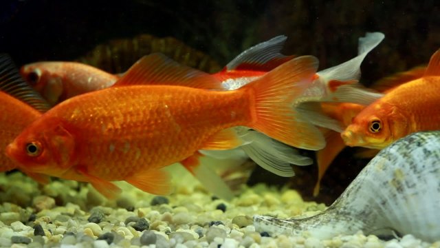 Goldfish