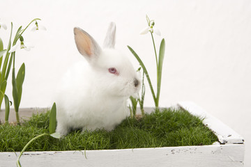 Rabbit and White Flowers@02
