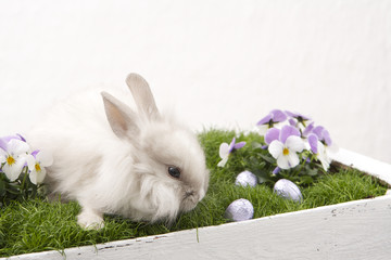 Rabbit and Flowers@02