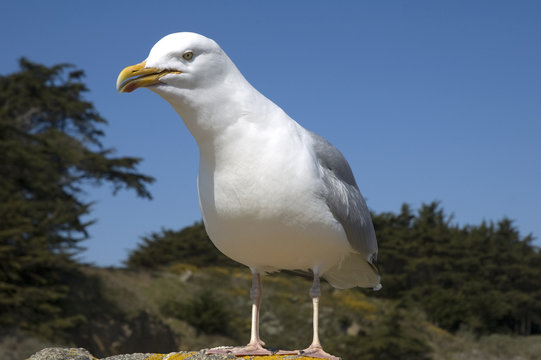 go&eacute;land