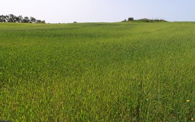Obraz premium Green meadow