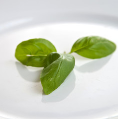 Obraz premium Fresh green basil isolated on white.