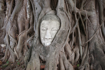 Сutted off Buddha head in tree branch