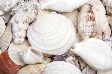 Seashells
