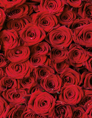 schöner Strauß aus Rosen in rosa und roter Farbe