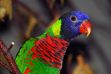 Rainbow Lorikeet