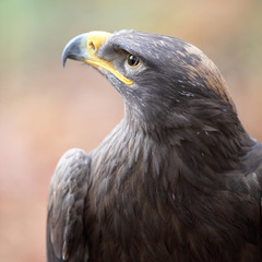 majestic steppe eagle close-up