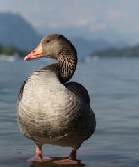 Fototapeta premium Big goose by a lake in Switzerland