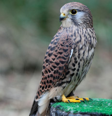 Common Kestrel - Falco tinnunculus - close-up view of this beaut