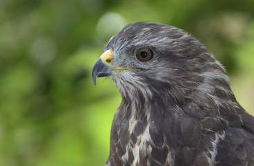 Close-up view of a majestic common buzzard  (Buteo buteo)Close-u