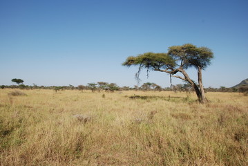 Naklejka na ściany i meble Serengeti
