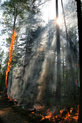 fire forest