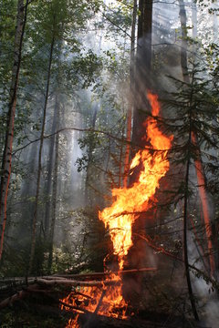 fire forest