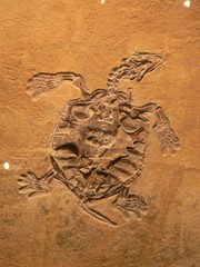 Schildkrötenfossil