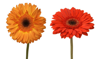 two flowers
