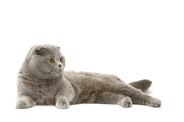 scottish fold étendu langoureusement