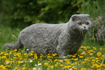 scottish fold immobile dehors en action de chasse