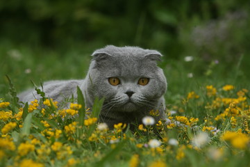 scottish fold tapi dans l'herbe en mode observation
