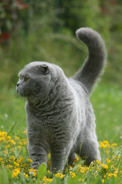 scottish fold en posture d'intimidation avant l'agression