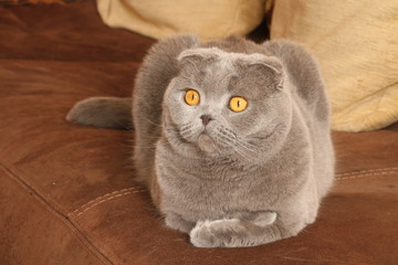 scottish fold aux yeux jaunes lové sur un canapé