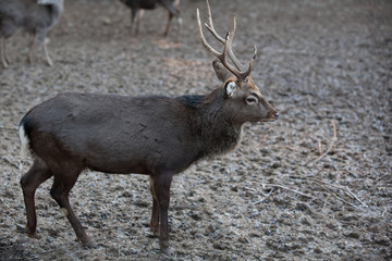 young sika deer (lat. Cervus nippon)