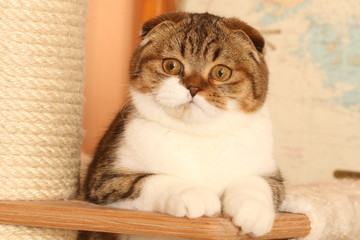 portrait d'un jeune scottish fold