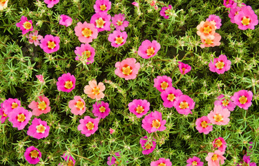 Fototapeta premium flowers purslane