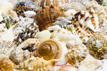 still life of seashells