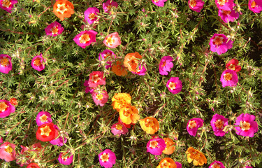 flowers purslane