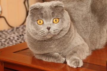 portrait d'un scottish fold joufflu en gros plan