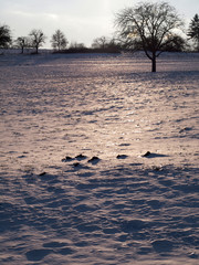 Baum im Winter