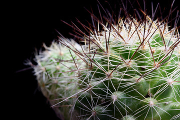 a sharp cactus