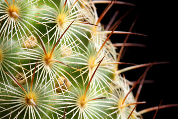macro spikes of cactus