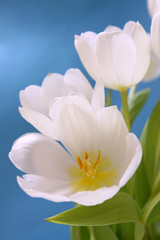 blumen-weiße tulpen