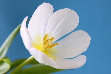 weiße tulpe,blume